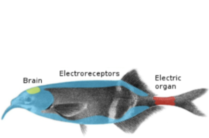 “Elephantnose Fish” Gnathonemus Petersii