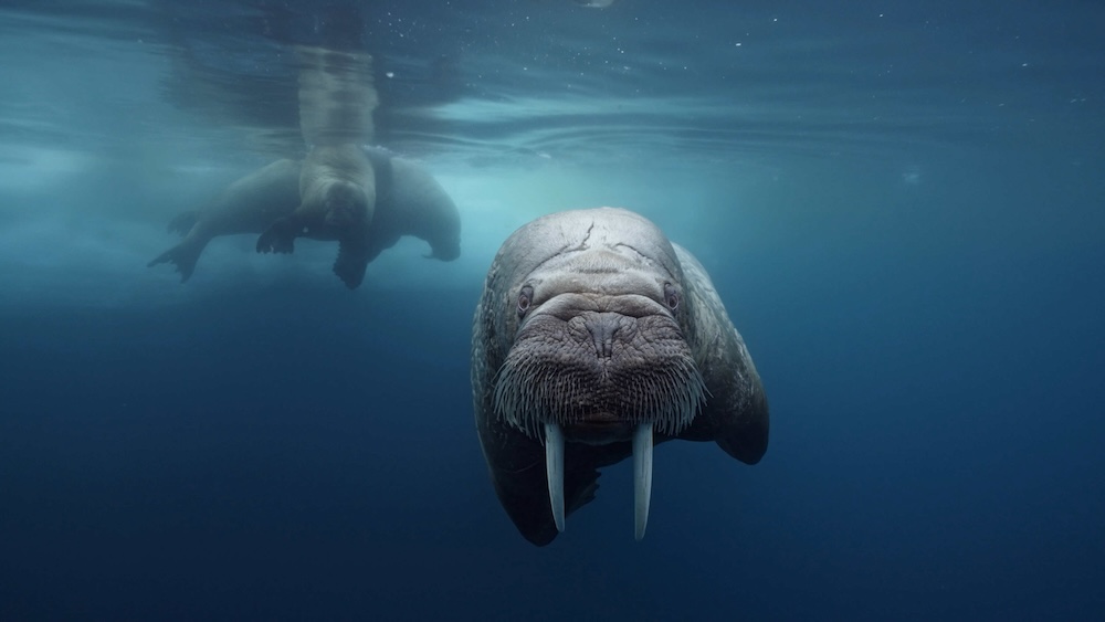 underwater cinematography ROV