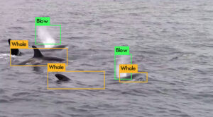 Marine Mammal detection