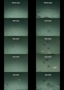 SubC Imaging & Insights from the Holyrood Subsea Observatory
