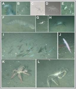 SubC Imaging & Insights from the Holyrood Subsea Observatory