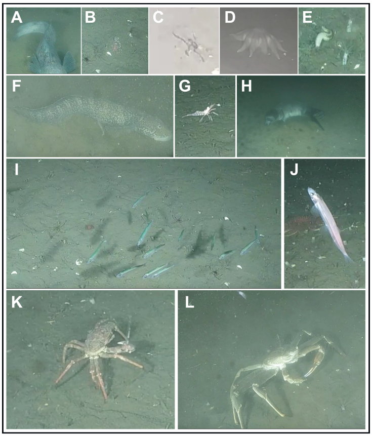 Small Sub Ocean SubC Imaging & Insights from the Holyrood Subsea Observatory - Ocean ...