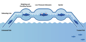 Automating Fishery Health Monitoring
