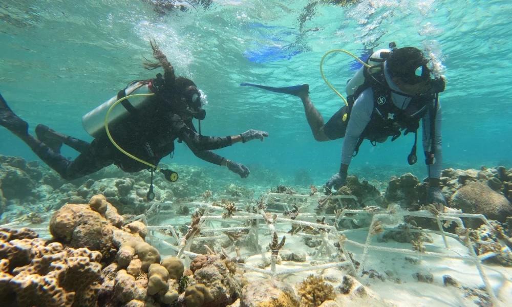 Autonomous Reef Monitoring System Enables Continuous Real-Time Data Collection