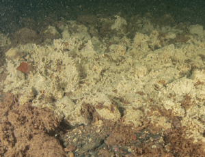 Deep Trekker PIVOT ROV Enables Deeper Surveys for Huntsman Marine Science Centre 2