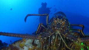 SubC Imaging Highlights Role of Offshore Surveys in Sustainable Fisheries Management 3