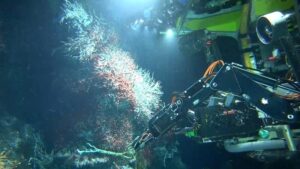 SubC Imaging Highlights Role of Offshore Surveys in Sustainable Fisheries Management 5