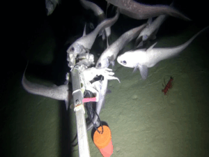 SubC Imaging on How Autonomous Subsea Cameras Are Reshaping Ocean Research copy