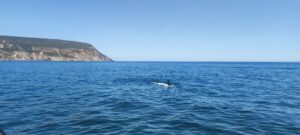 IQUA Robotics Details Subsea Operations & Interoperability of SPARUS II UUV at REPMUS25