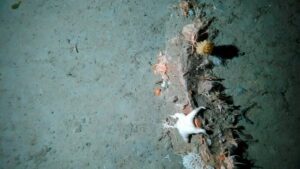 SubC Imaging Outlines the Role of Subsea ROVs in Ocean Research