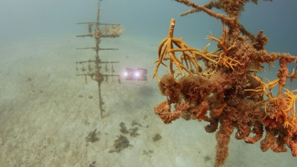 Boxfish AUVs Support Autonomous Coral Reef Surveying for Long-Term Monitoring