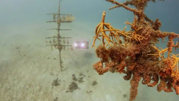 Boxfish AUVs Support Autonomous Coral Reef Surveying for Long-Term Monitoring