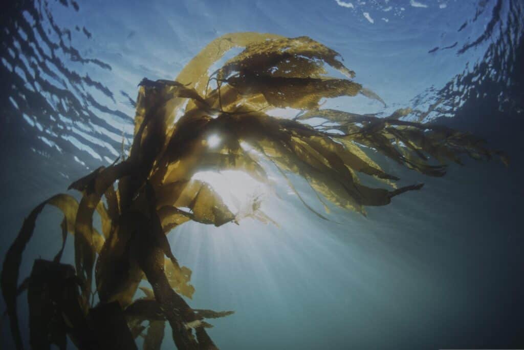 European Commission Awards Excellence Seal to Sustainable Macroalgae Production Project