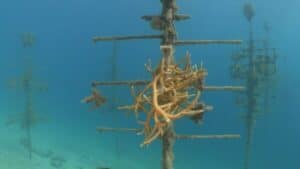 boxfish auv coral reef surveying