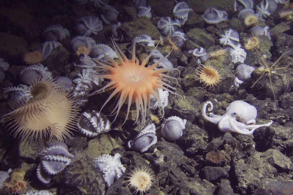 Investigation of Deep-Sea Ecology at Sur Ridge and Davidson Seamount