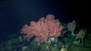 Investigation of Deep-Sea Ecology at Sur Ridge and Davidson Seamount