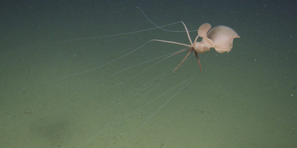 First Northeastern Pacific Sighting of Elusive Deep-Sea Bigfin Squid