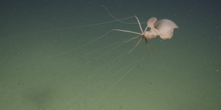 First Northeastern Pacific Sighting of Elusive Deep-Sea Bigfin Squid