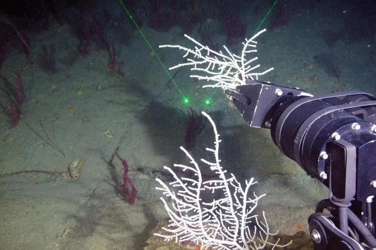 SubC Imaging Supports Year-Long Deep-Sea Habitat Monitoring