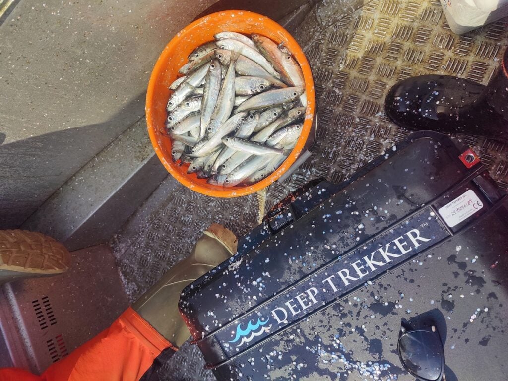 ROVs & Video Archiving: Restoring Baltic Herring Research