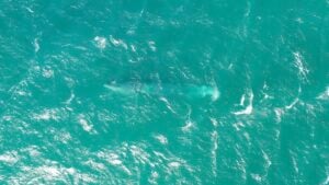 Digital Control Architecture: Supporting Maritime Autonomy Development